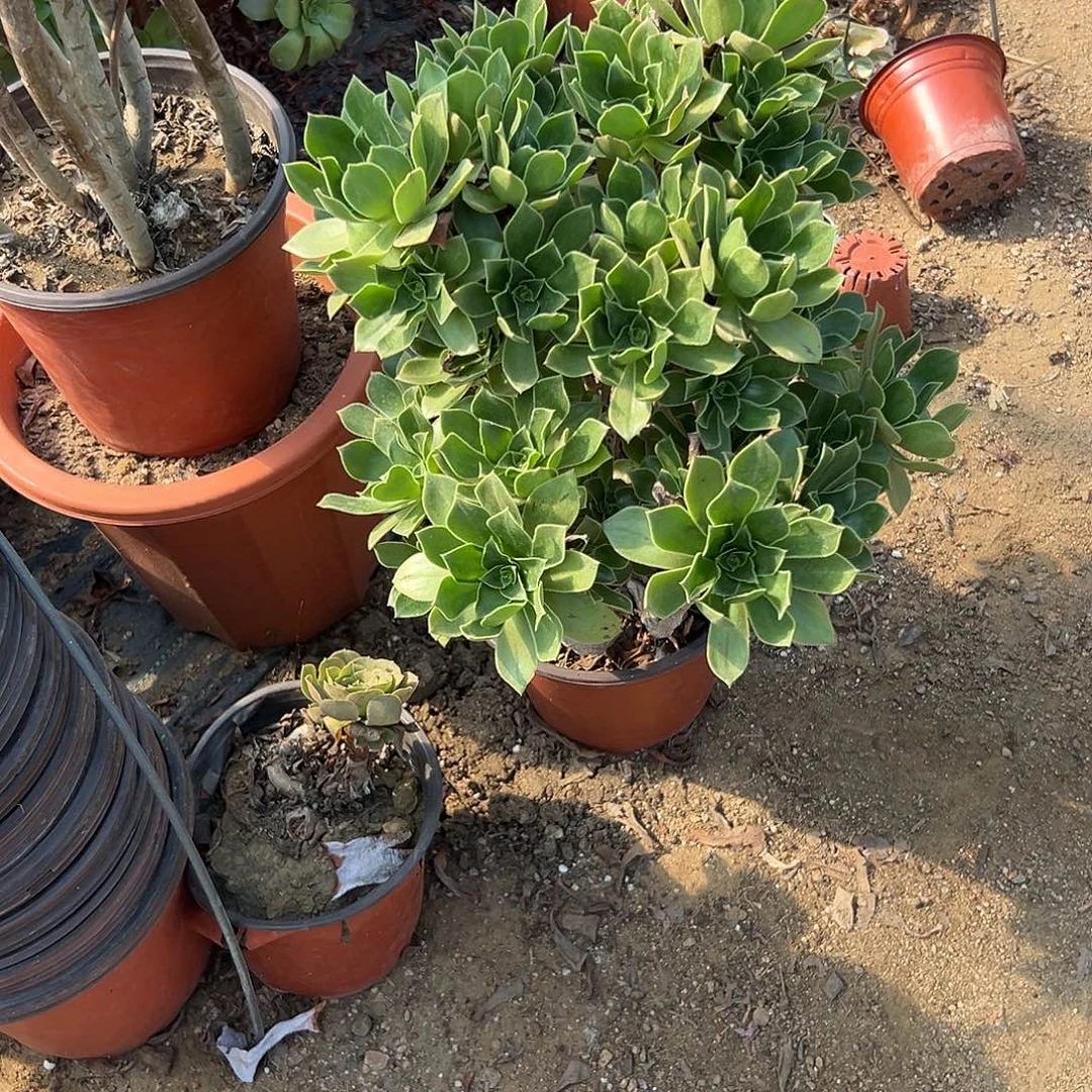 多肉植物老庄香馥