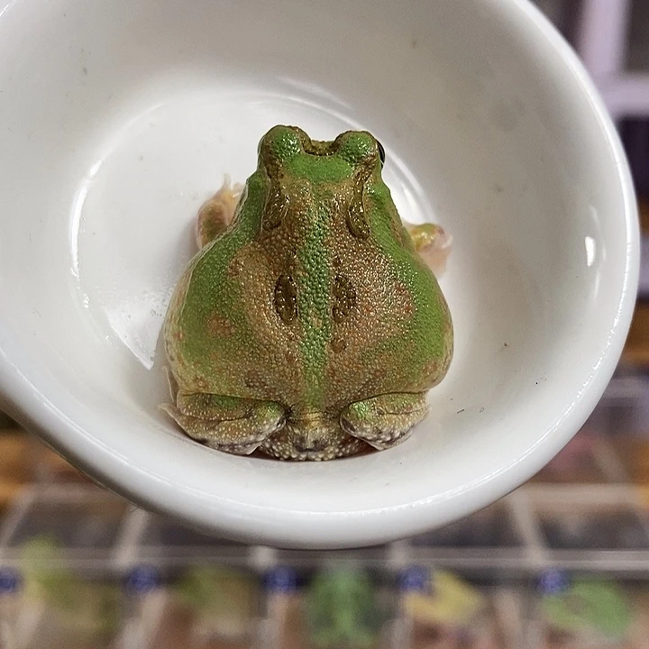 角蛙302号波子角蛙