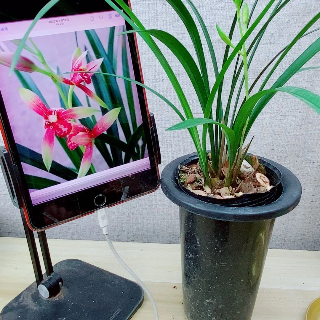 当前无花栽培后可以开花逸