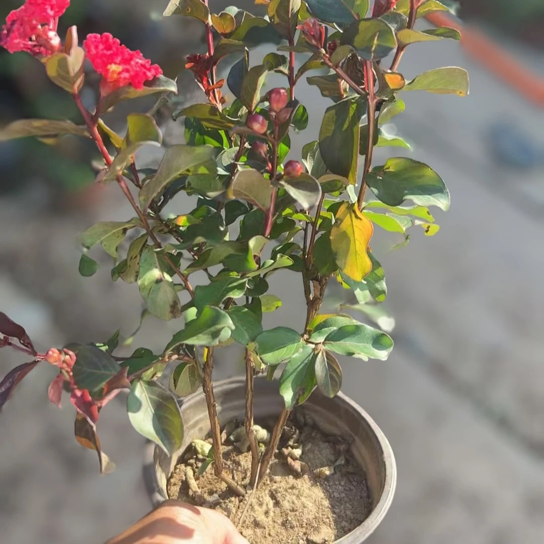 紫薇花盆栽树苗耐热耐寒带花苞原土发货庭院阳台好养花卉