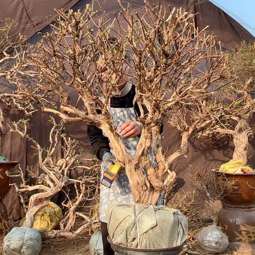 用***6全部花朵金银花888888