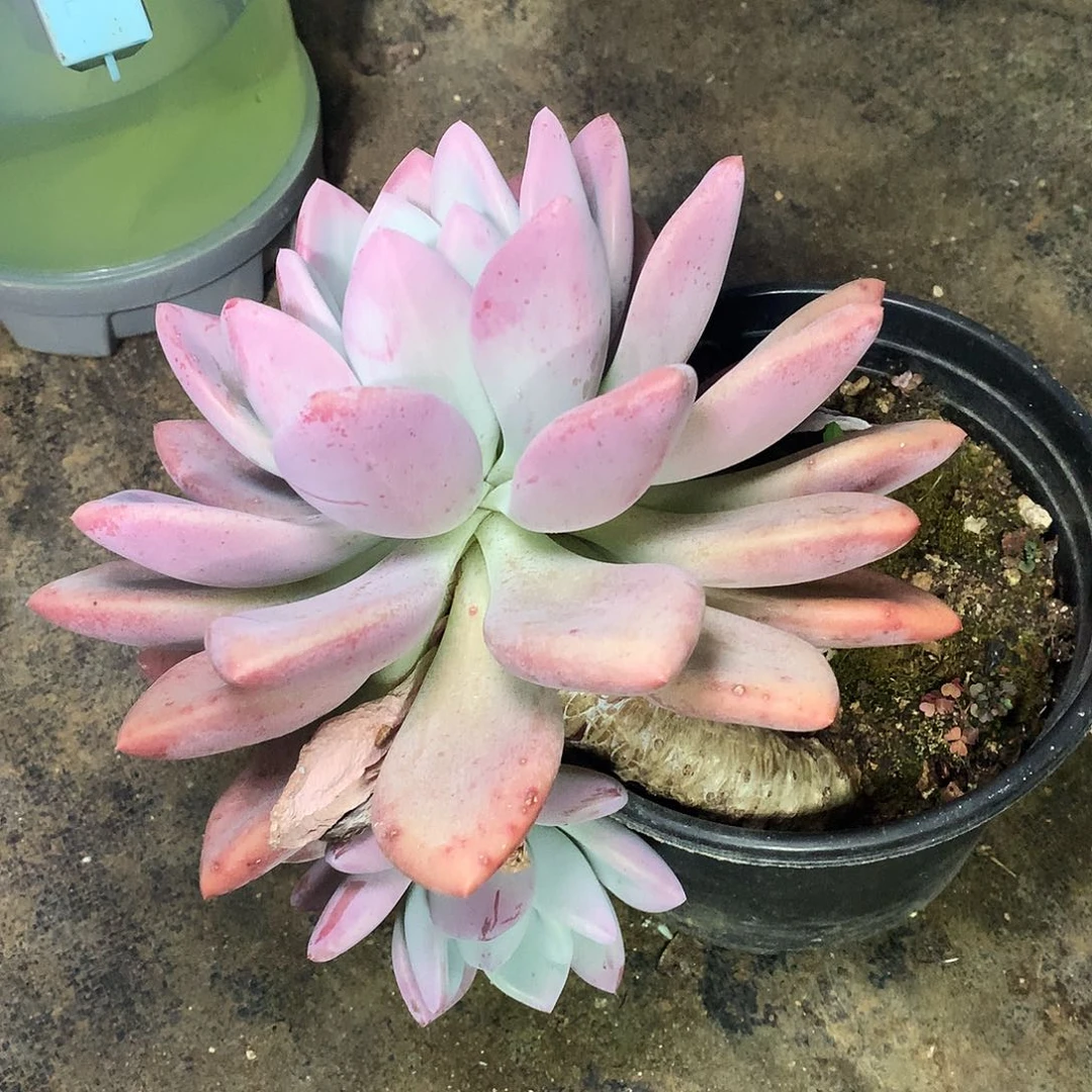 奥普多肉一物一拍