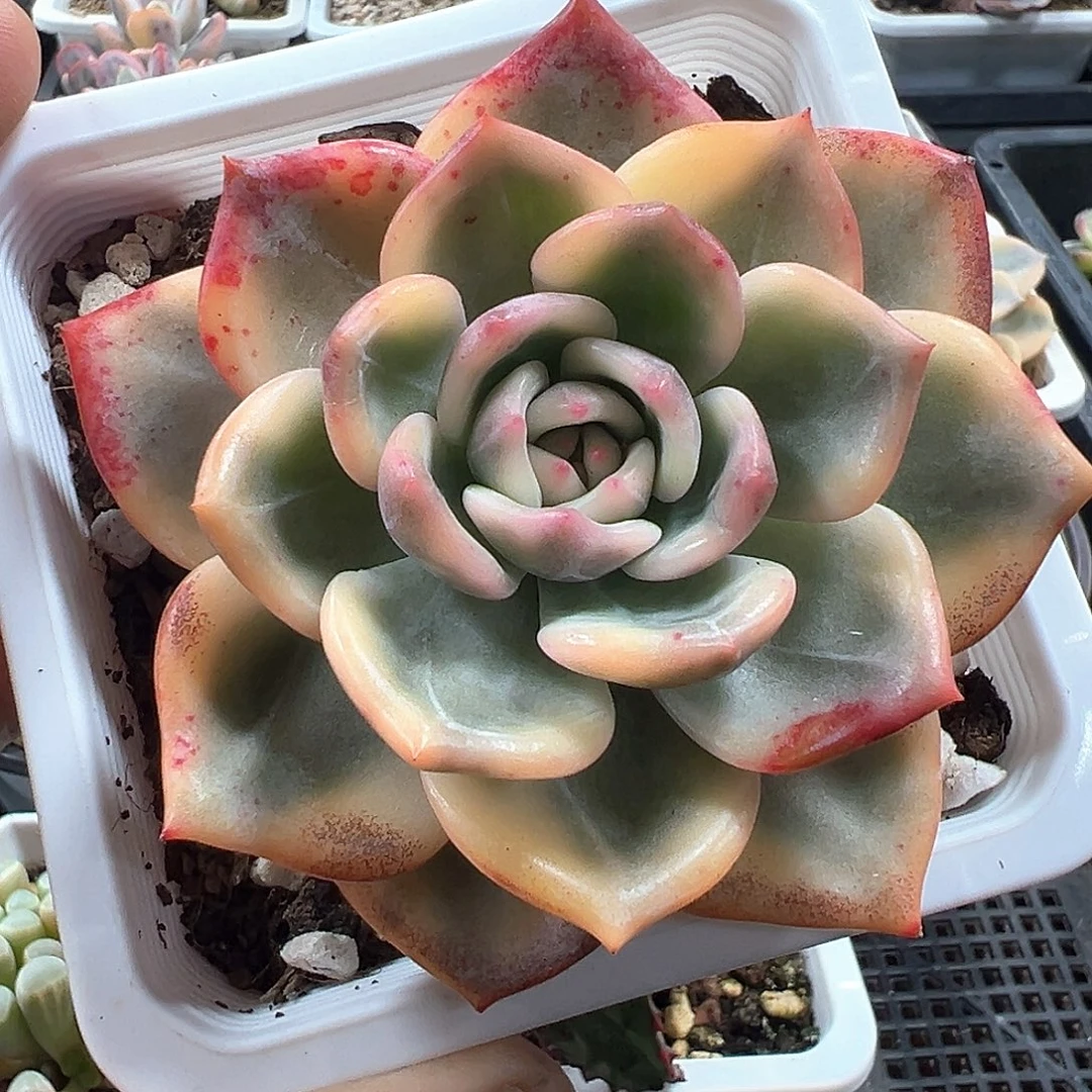 伊丽莎白锦 小方花圃一物一拍
