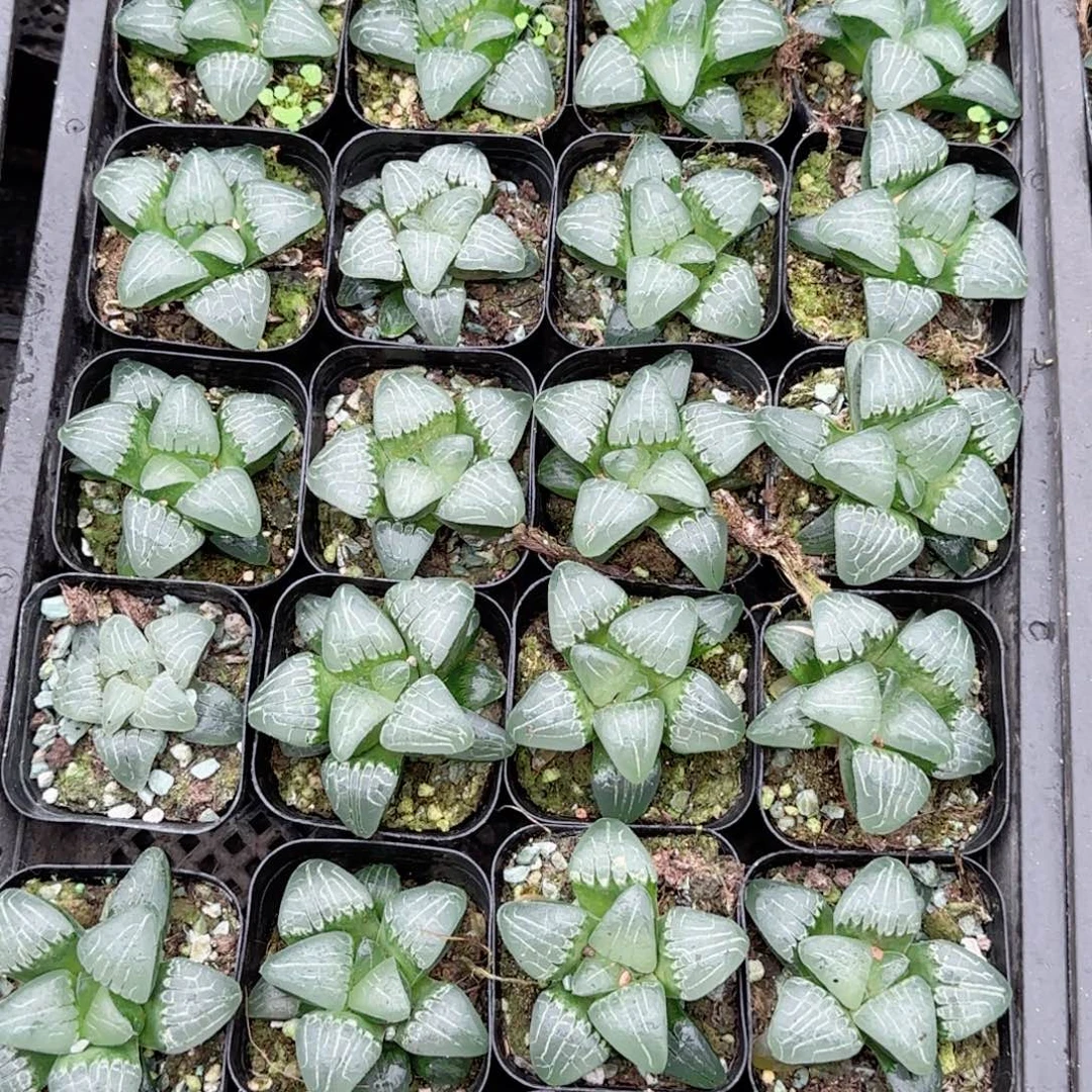 甜心多肉植物一颗