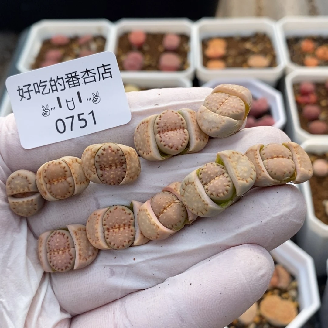 0751。零下拍保温。