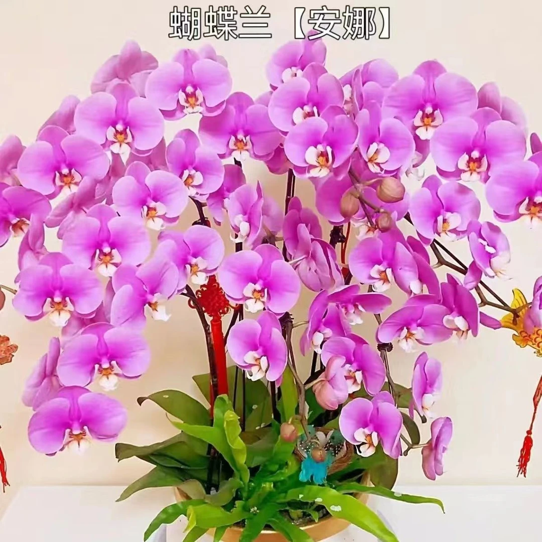 精品大花蝴蝶兰带花剑四季开花室内盆栽植物绿植花卉鲜花懒人成活