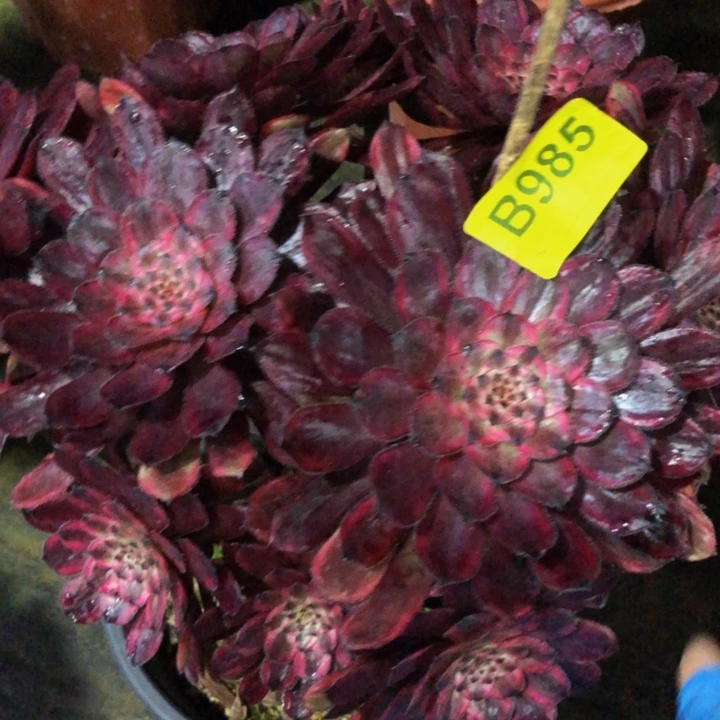 紫霞多肉985000000000