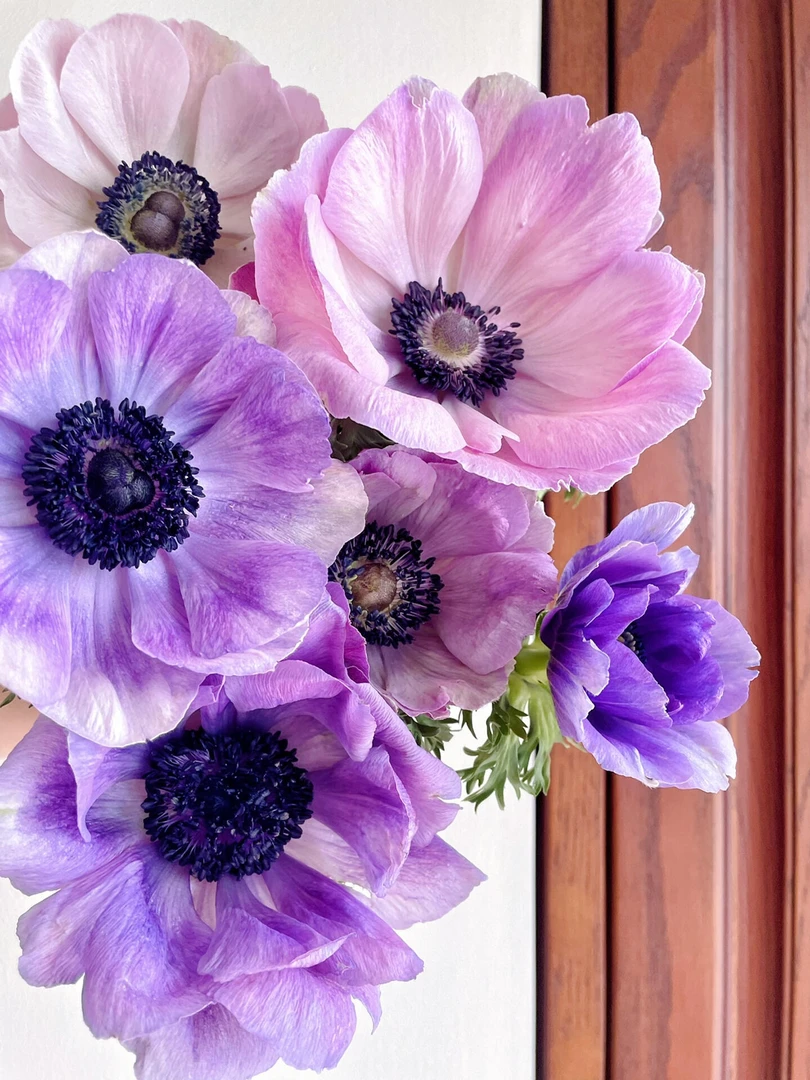 单瓣重瓣欧洲银莲花鲜切花水养瓶插多色可选云南基地直发顺丰包邮