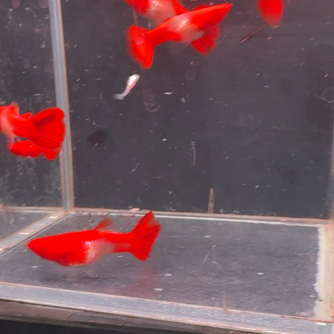 孔雀鱼通背小号2公4母