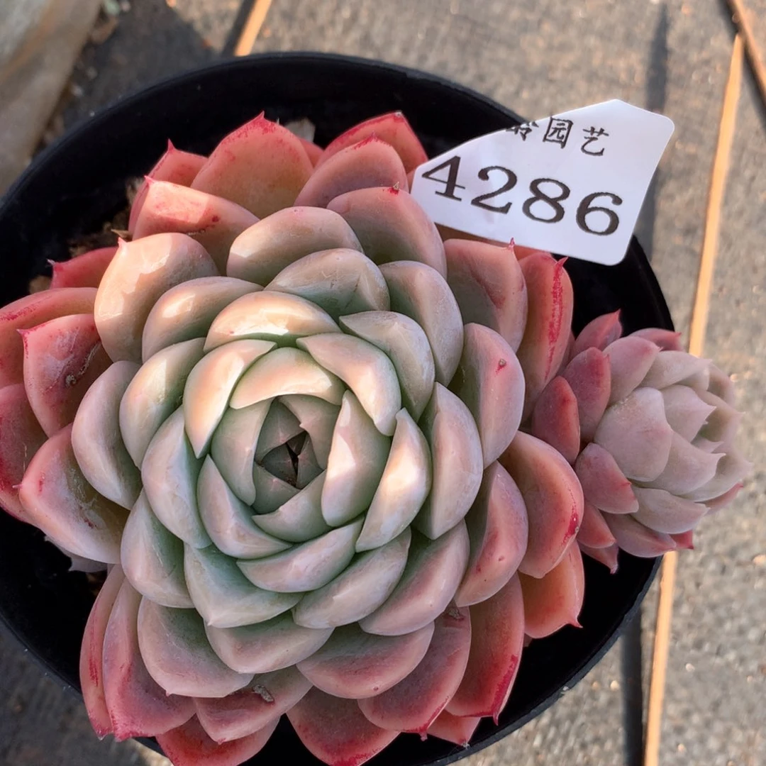 4286瑕疵特不售后