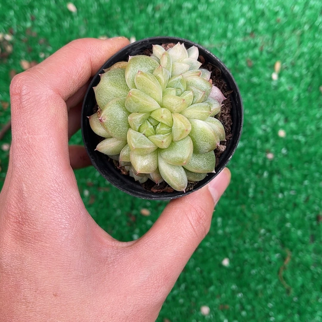 多肉一物一拍8-175