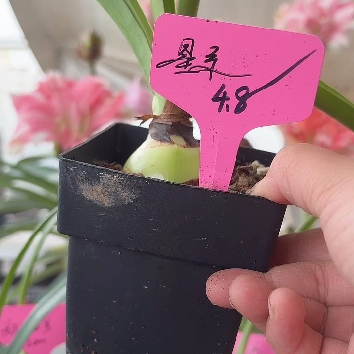 无花朵星系朱顶红直径4.5-5