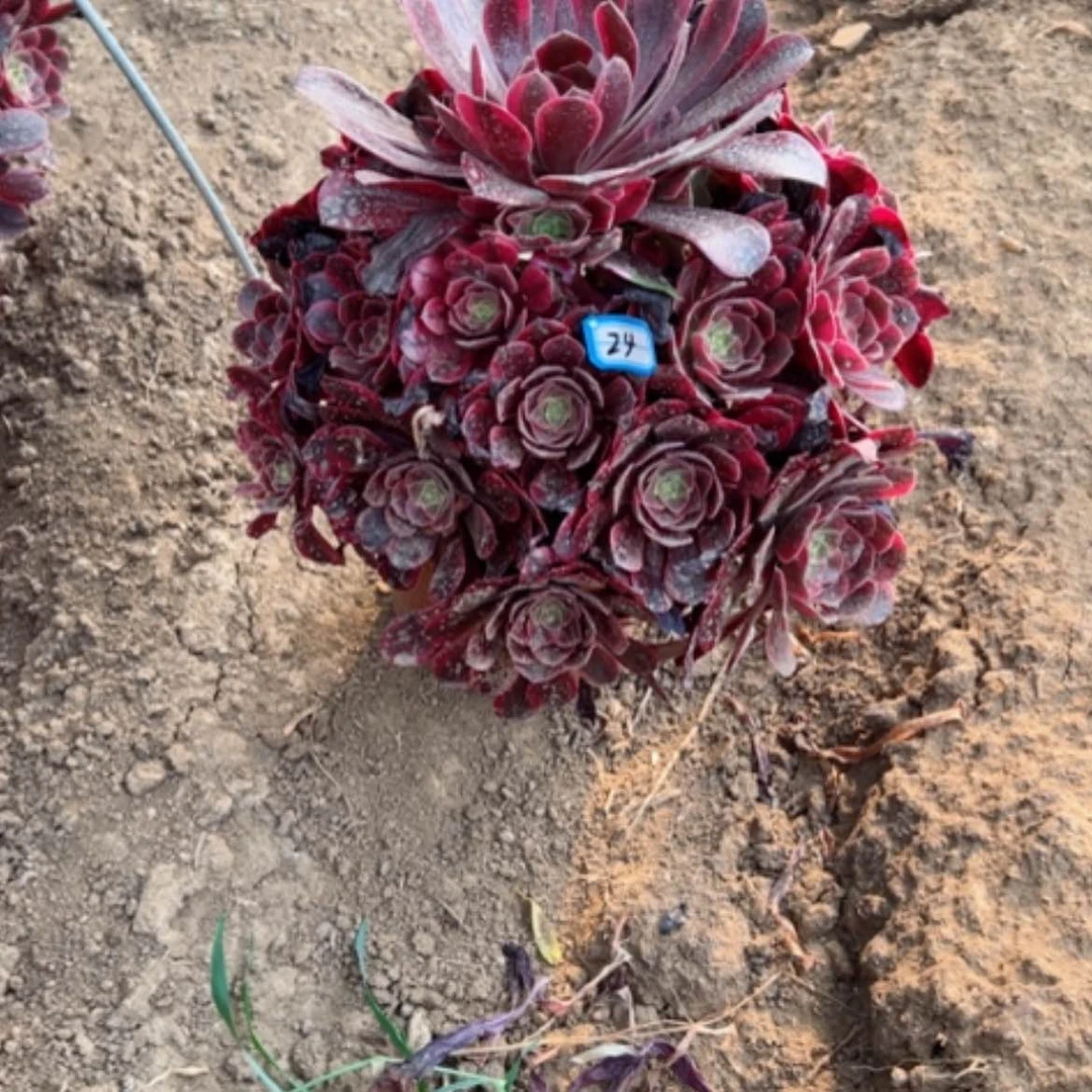 【闪购商品】沉*多肉植物补差价24