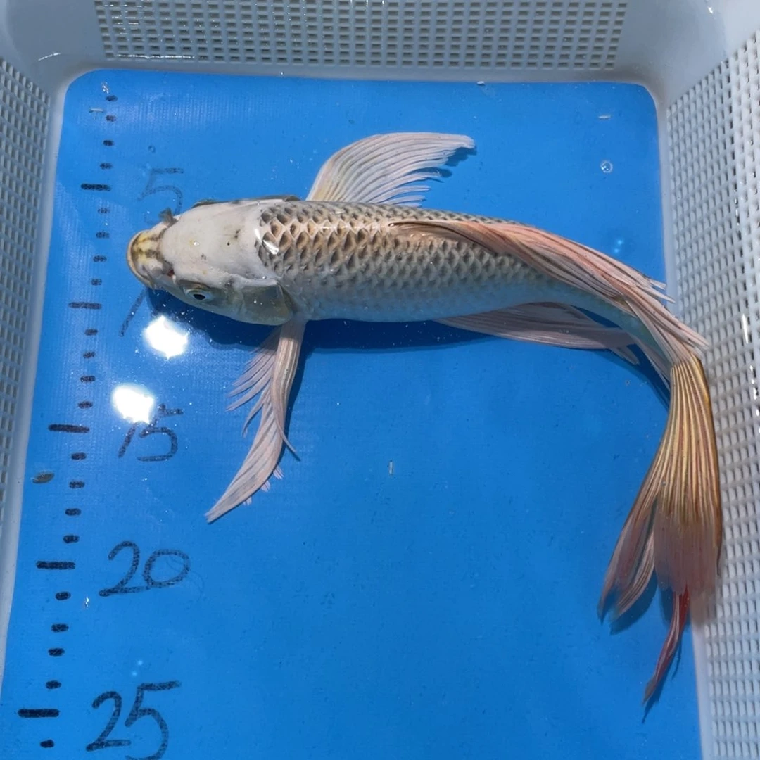 锦鲤锦鲤包邮包售后