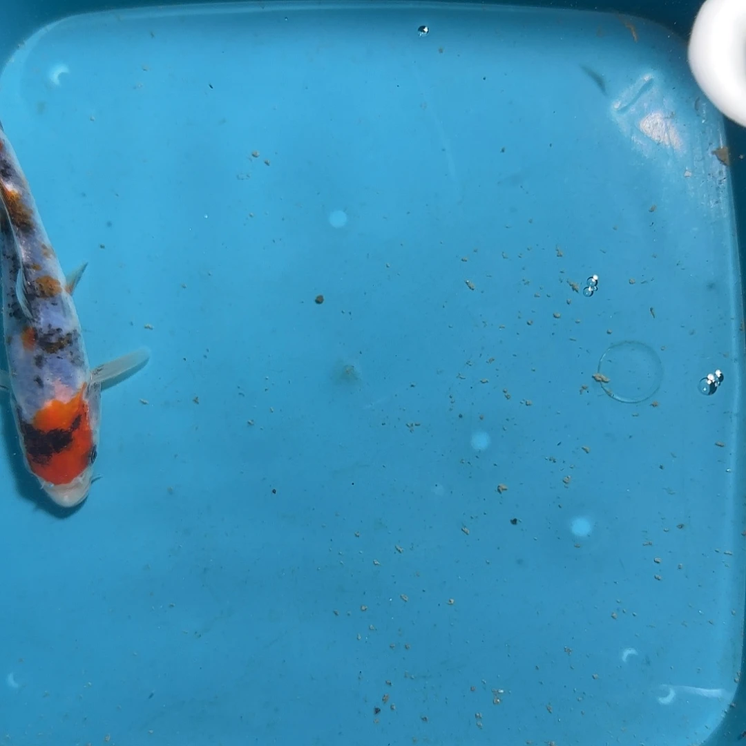 海水御灵专属链接