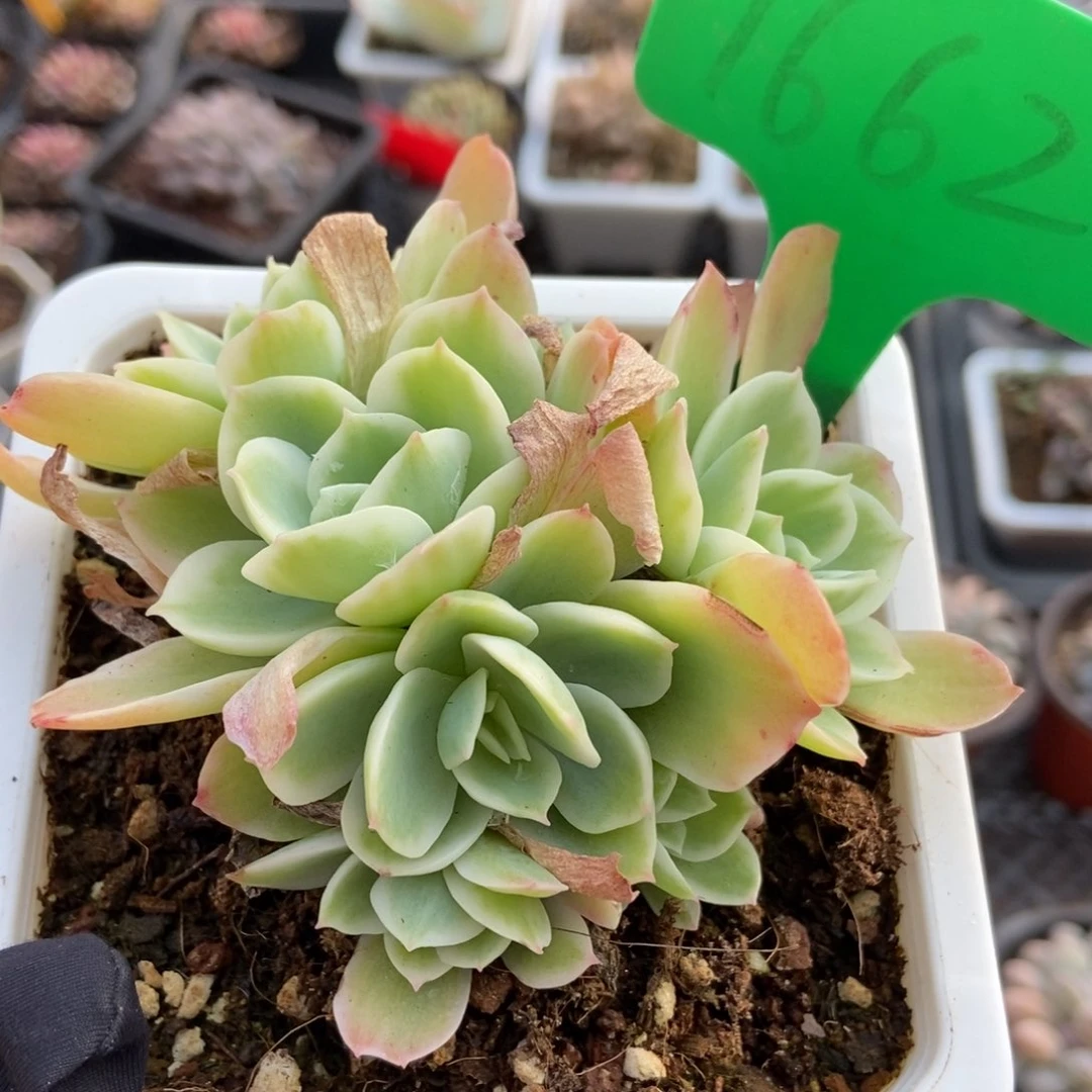 1662柠檬玫瑰锦多肉植物