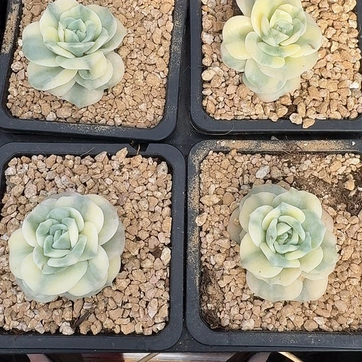 可爱玫瑰白覆轮锦一棵的价格