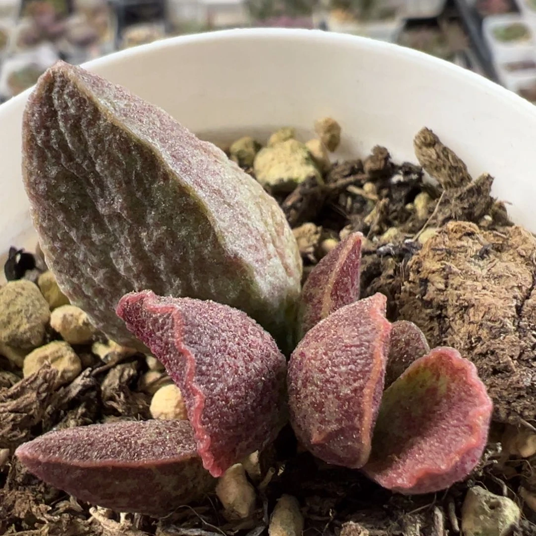 青龙大苗多肉植物水泡