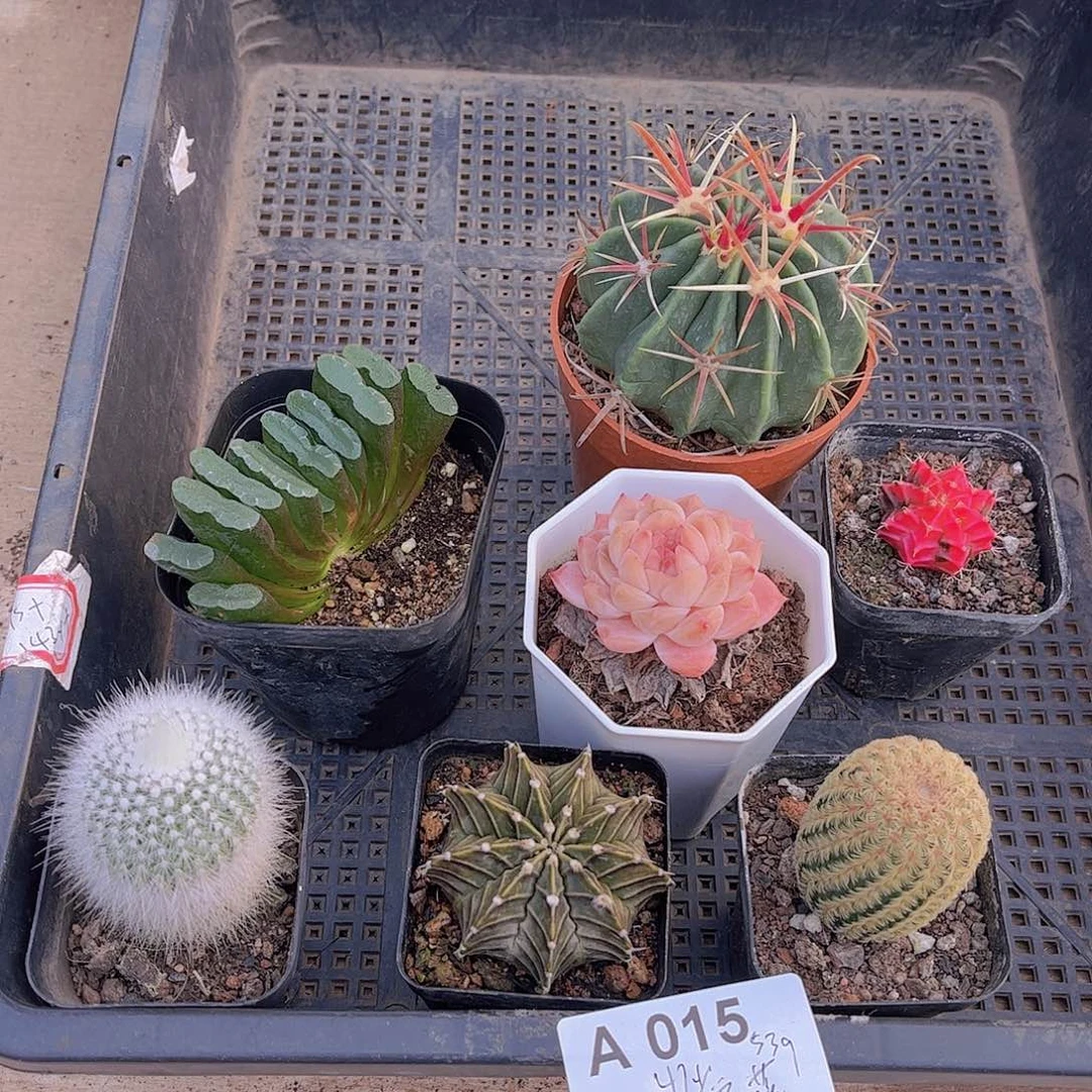 多肉015多肉植物