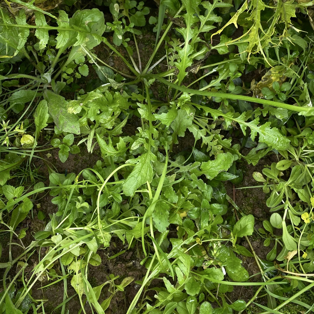 新鲜现摘香芥菜 可烫火锅包饺子的冬春蔬菜