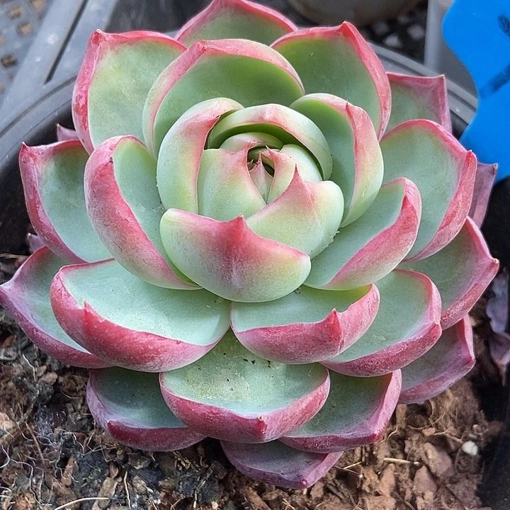 多肉植物惊鸿791多肉