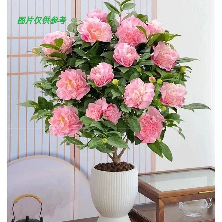 【F60~70】带花苞香妃四季山茶花盆栽原盆去土适合室外种植