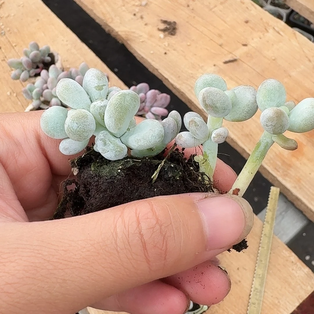 执*执着专拍油煎小群两颗