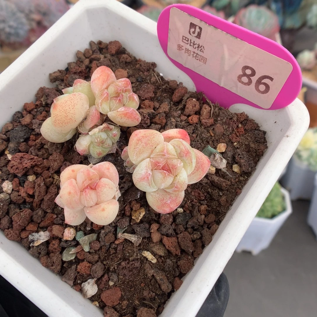 86 糖心樱花小脸冰玉