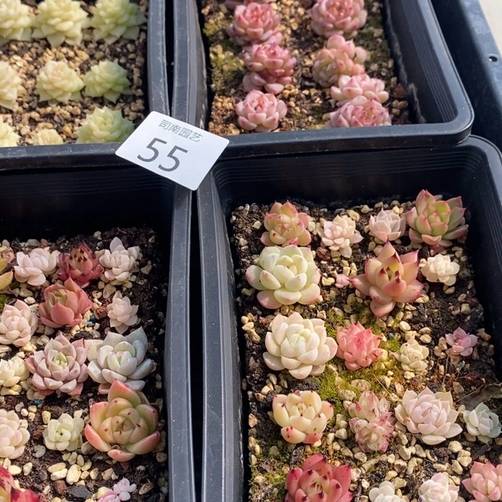 55 多肉植物盆栽花卉
