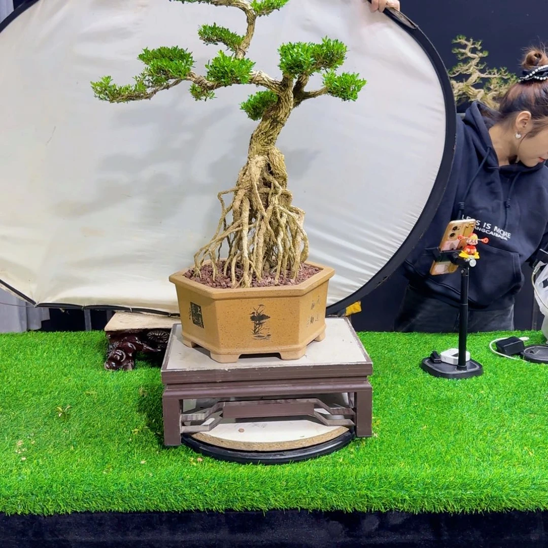 当前无花朵，栽培后可花朵