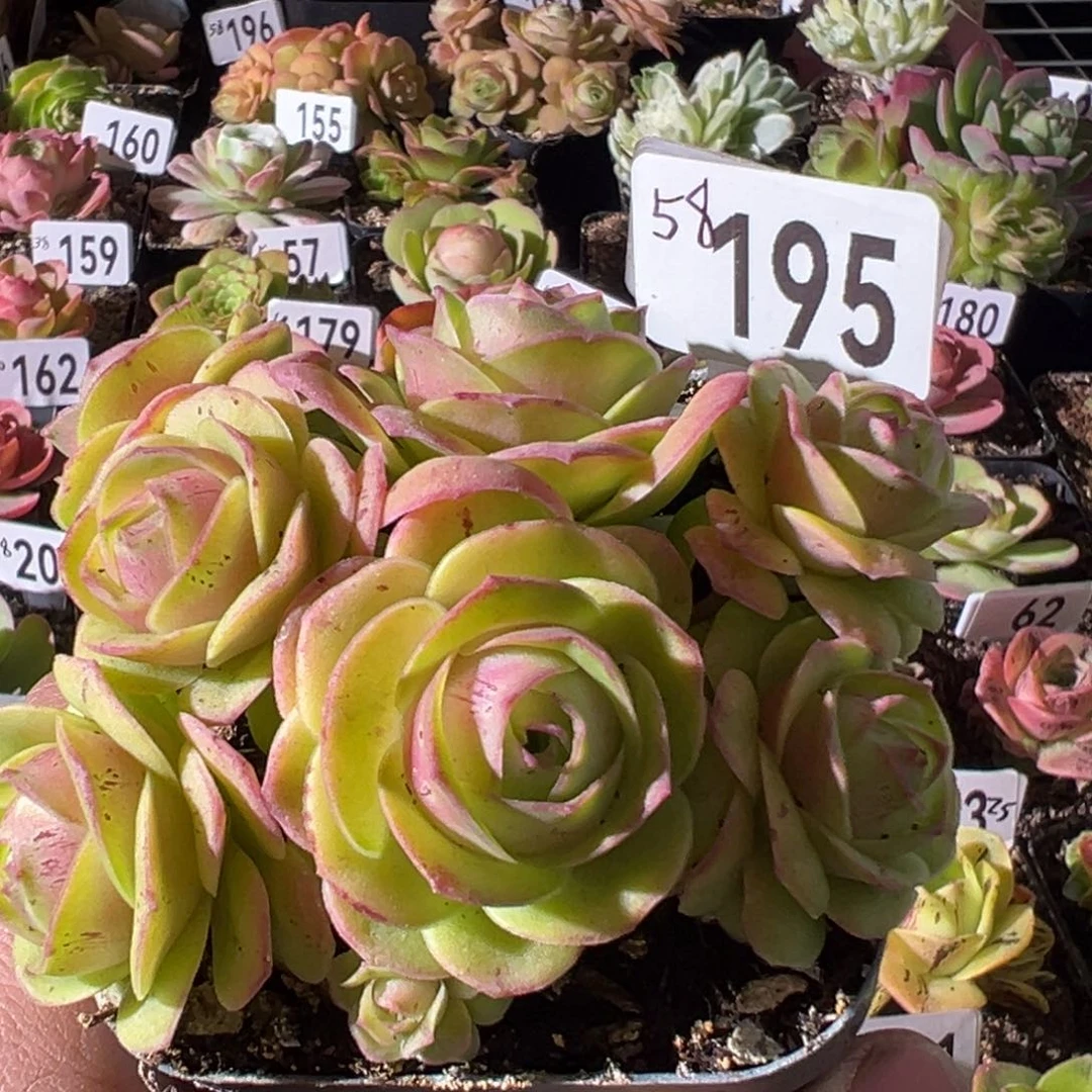 樱桃195山地玫瑰多肉