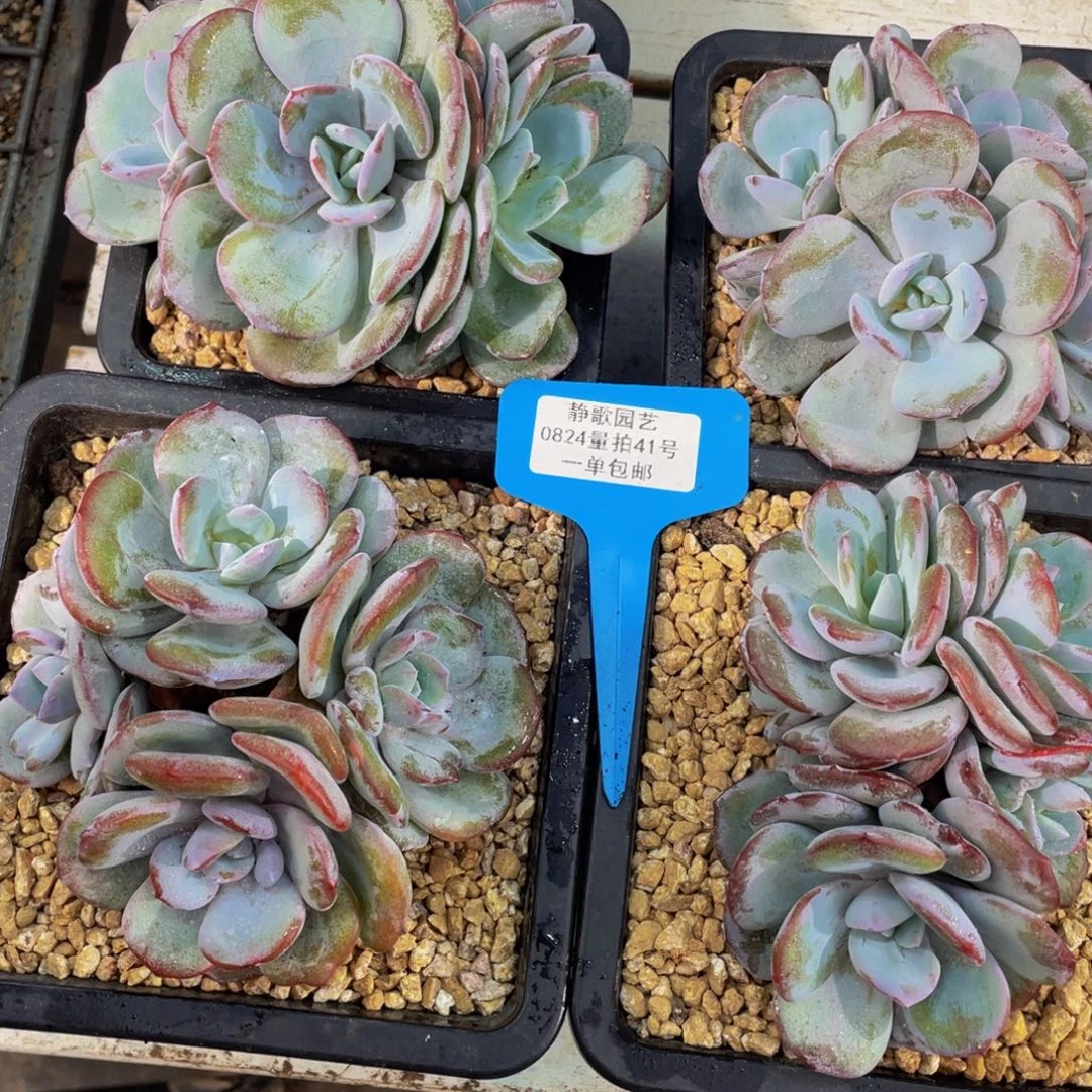 0824-41-韩版奶茶四头一颗