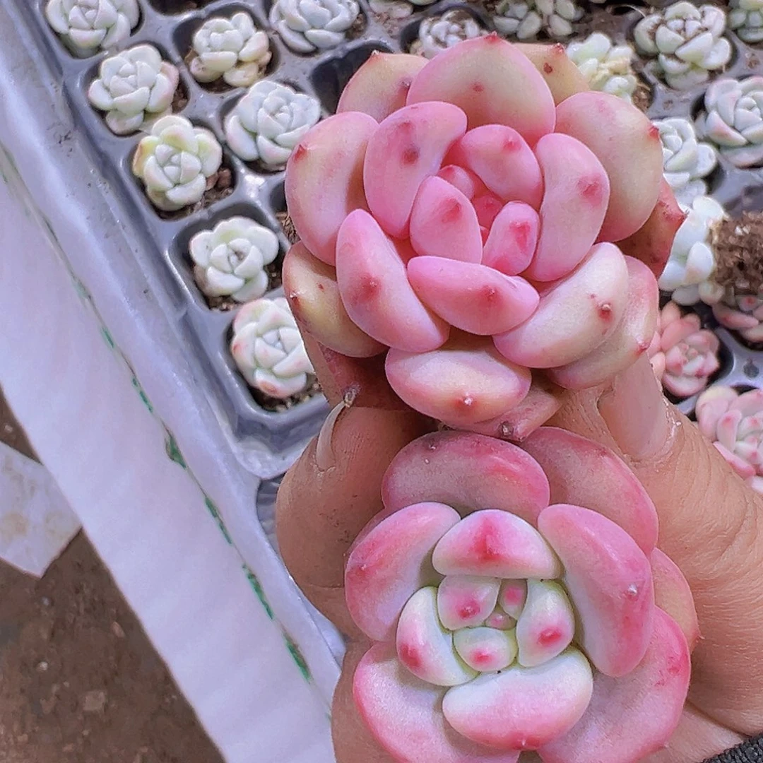 凌雪3个19包邮多肉