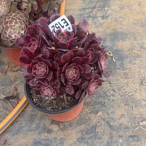 152爱神不包断枝