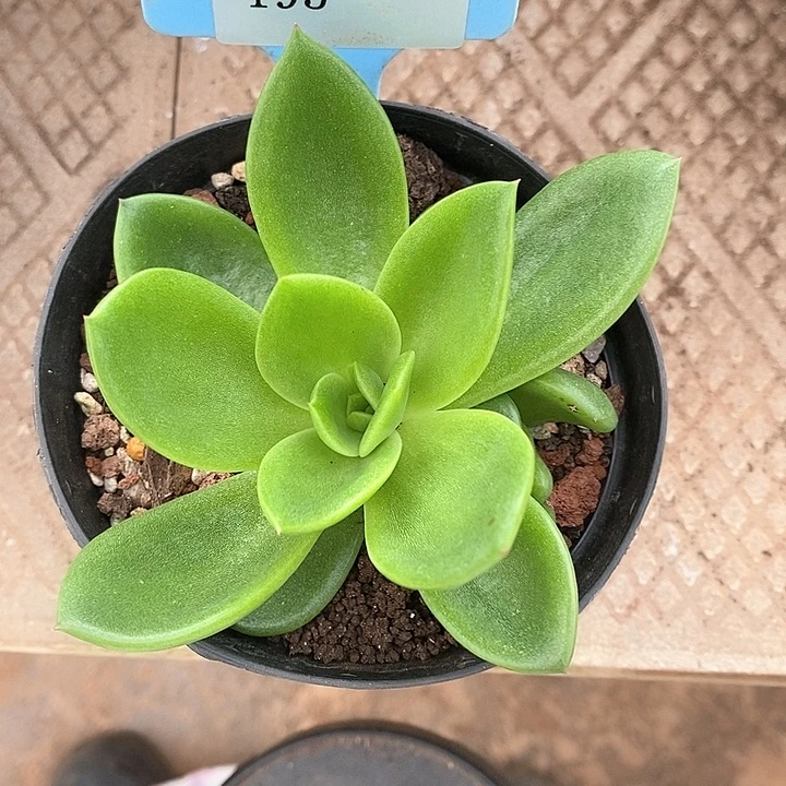 195–直播福利 翠花