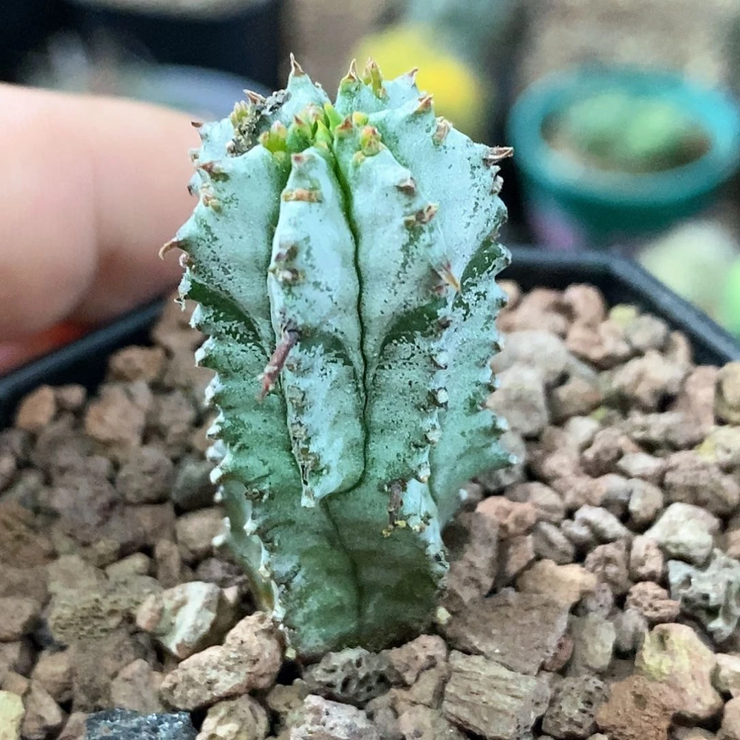 孤品实生日系特白  衣魁伟玉福利仙人球