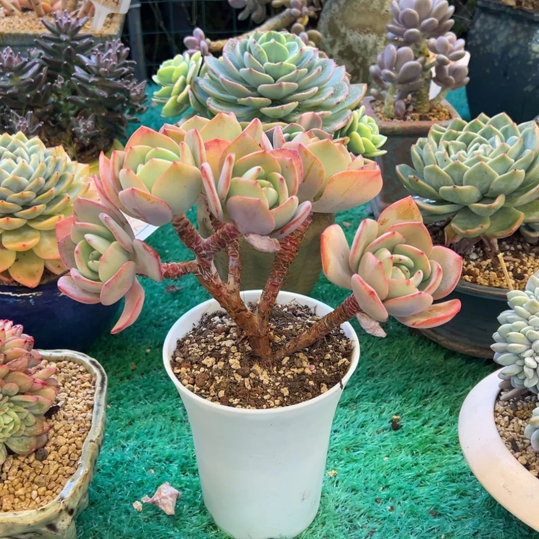 白月光小树朵朵缀，，，，，，，