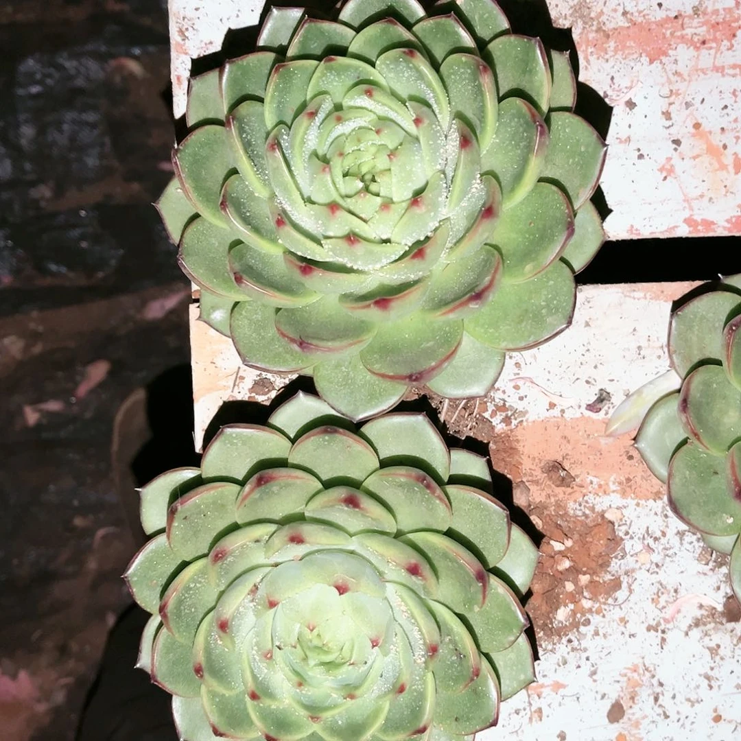 月亮石2颗9.99多肉