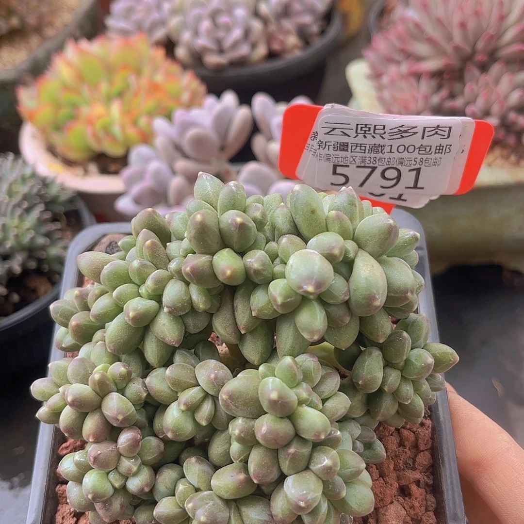 5791千代田缀多肉植物v