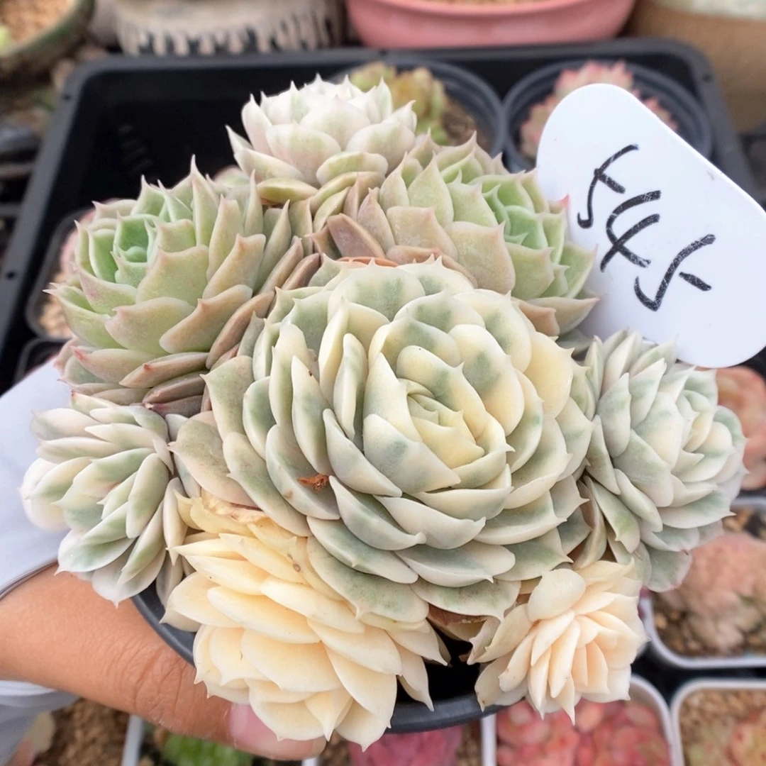 昂斯诺锦群生545号。