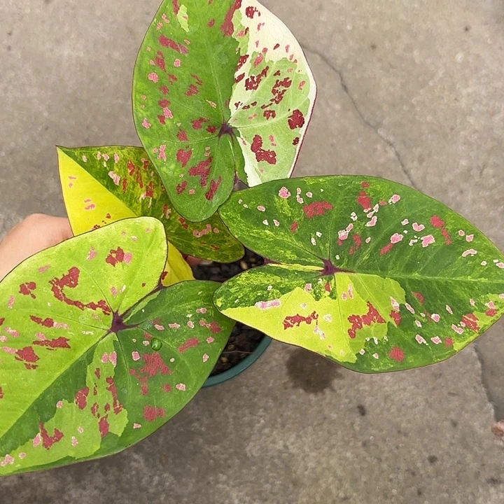 15-0103龟仙岛广东现货