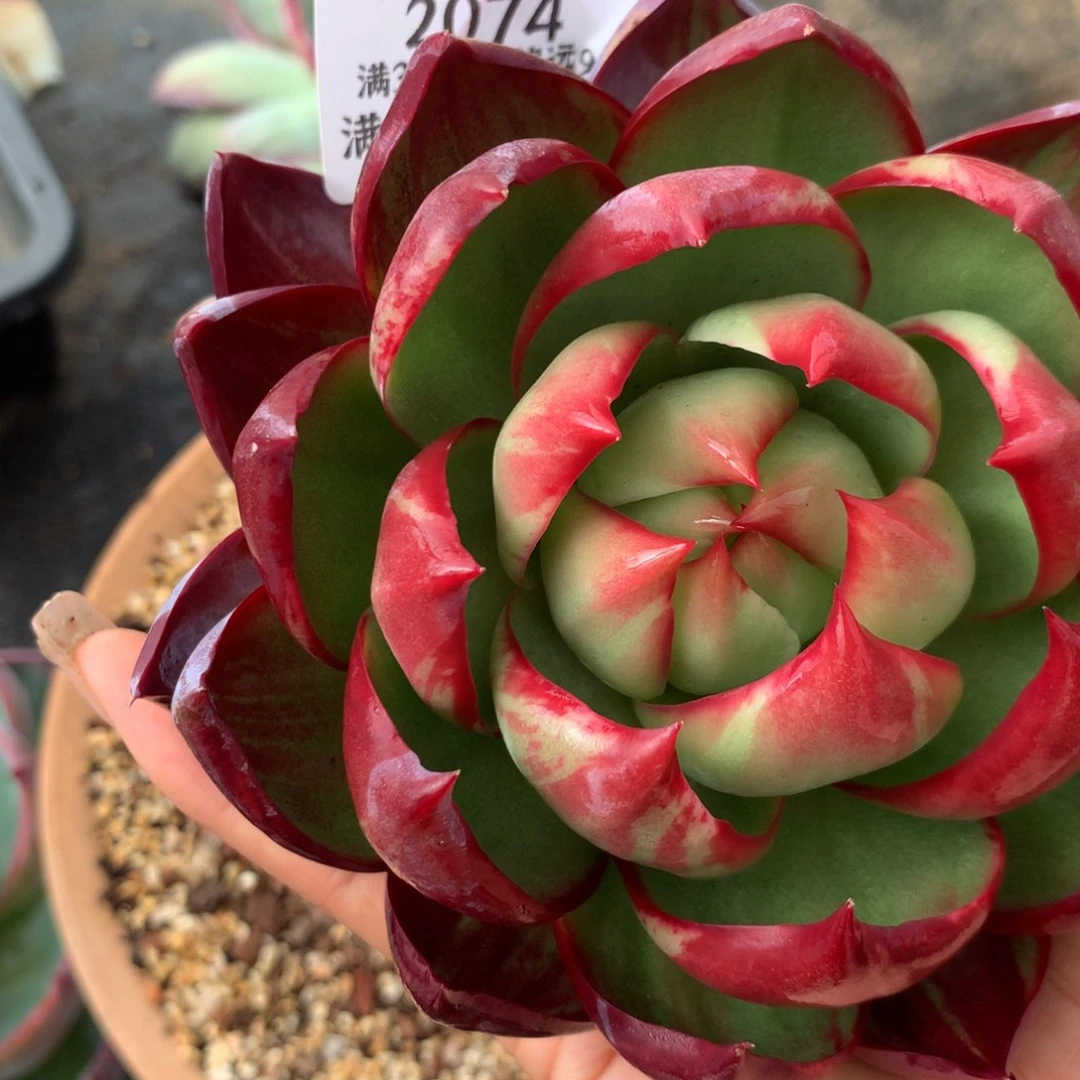 2704多肉植物惊鸿