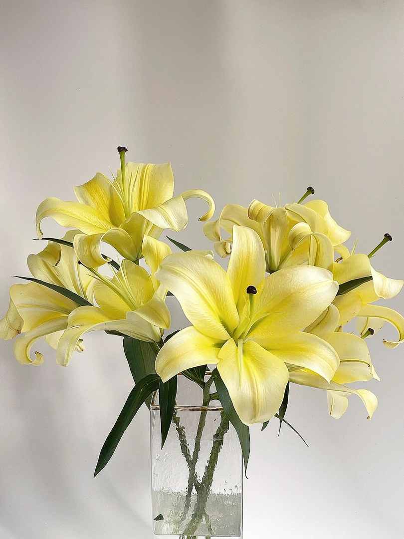 【高品质】黄天霸单瓣百合浓香型家庭养花园艺装饰客厅送闺蜜节日