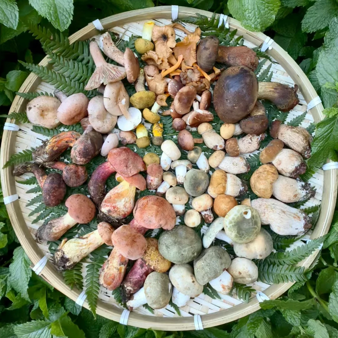 云南野生见手青牛肝菌杂菌组合套餐4-6种菌子新鲜 顺丰包邮特快
