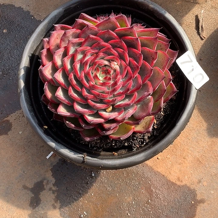 710篝火 一物一拍多肉