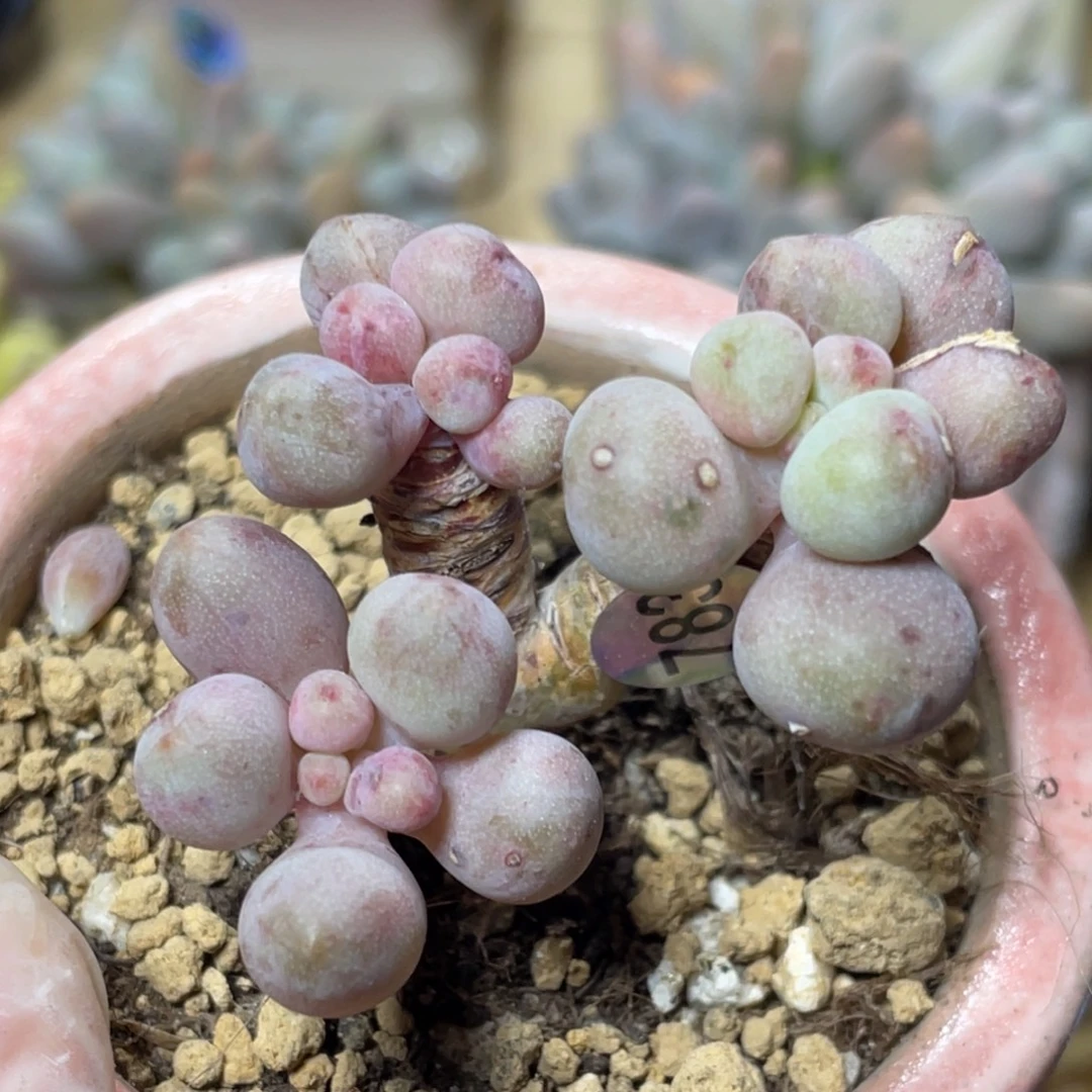 仙子奶酪出奶尖多肉