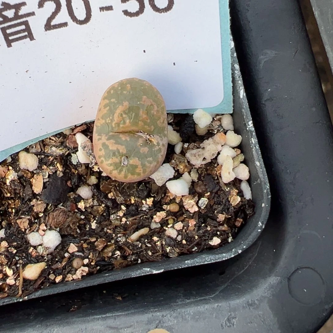 20-56量拍泡沫勋章一颗