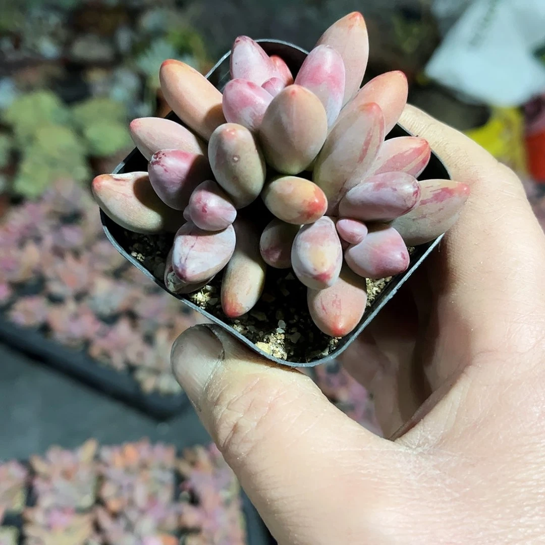 执*496多肉植物提取萃取剂中