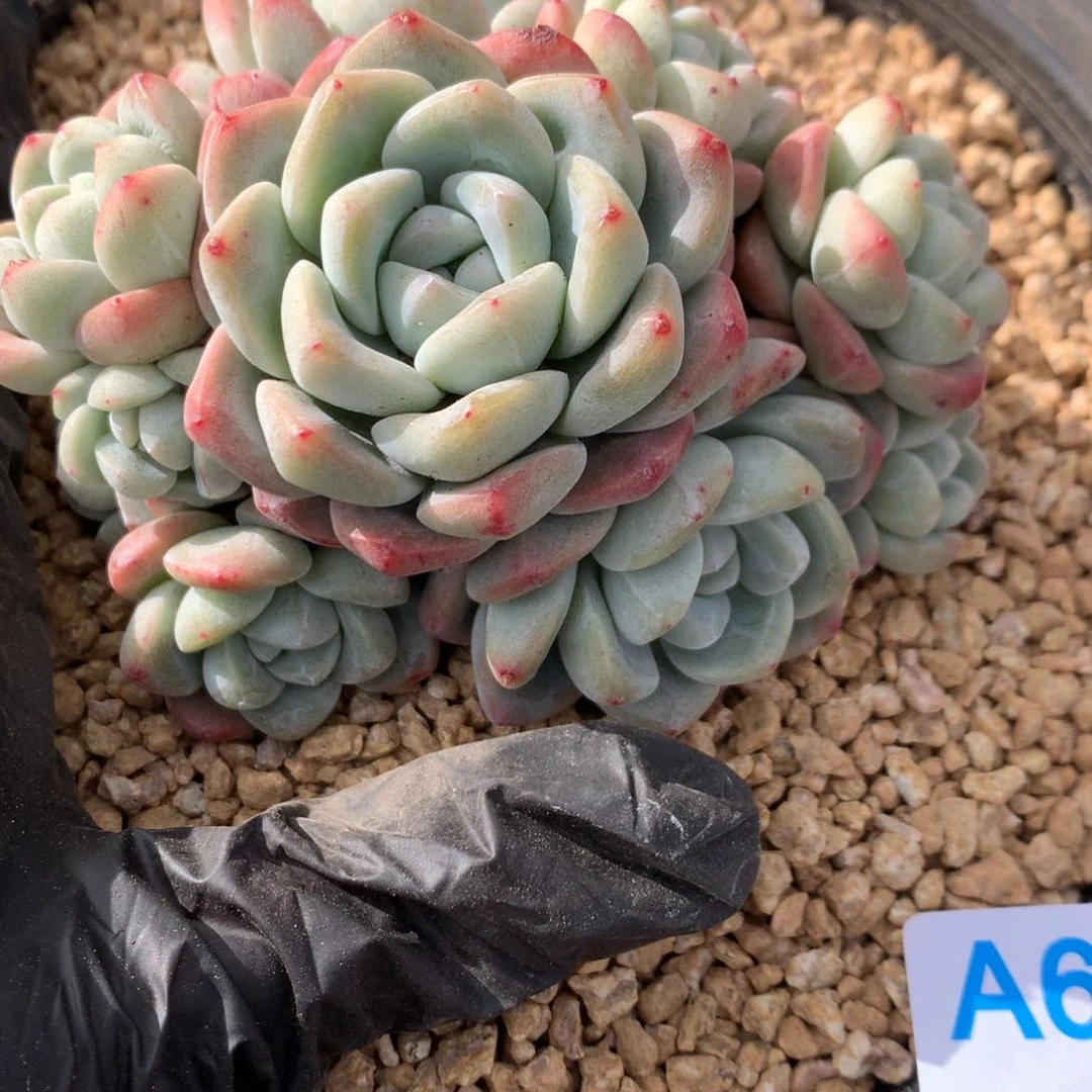 阿**姐A692 默认有砍售后范围：签收起7天内，录开箱视频