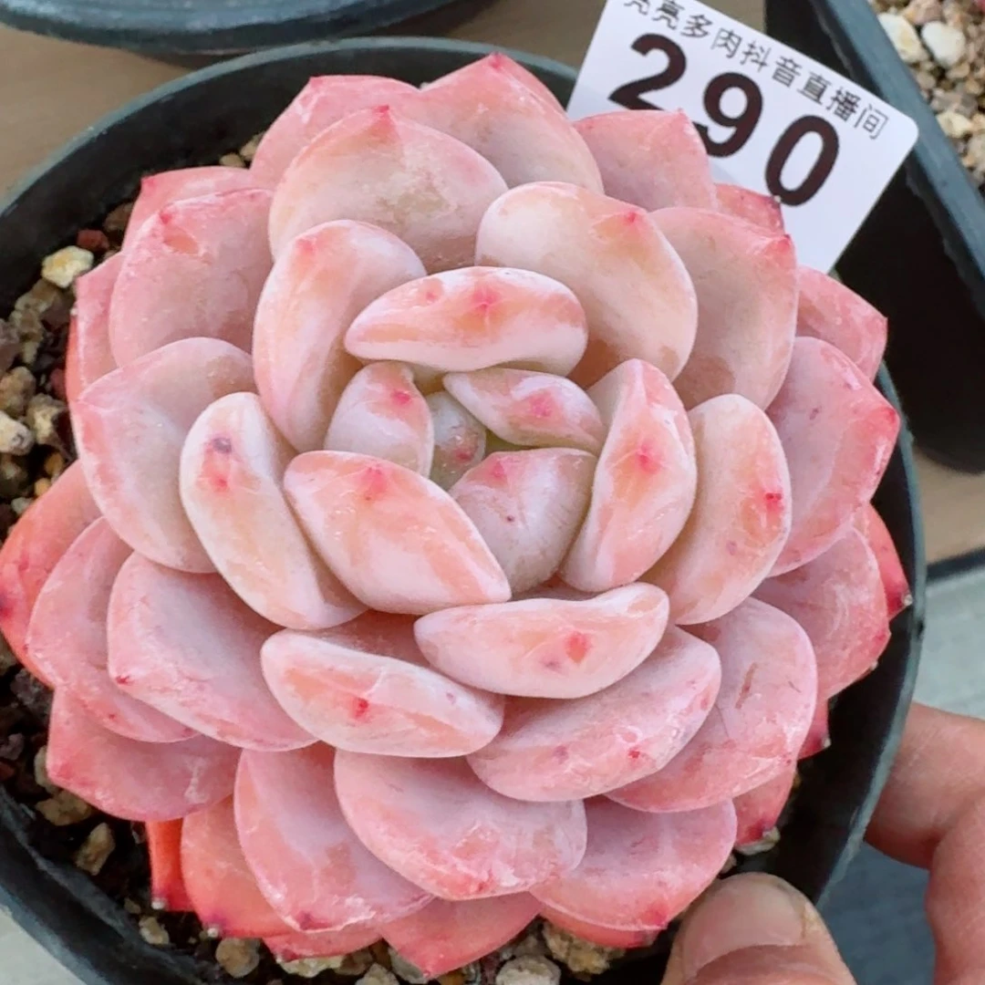 橙子       精品多肉